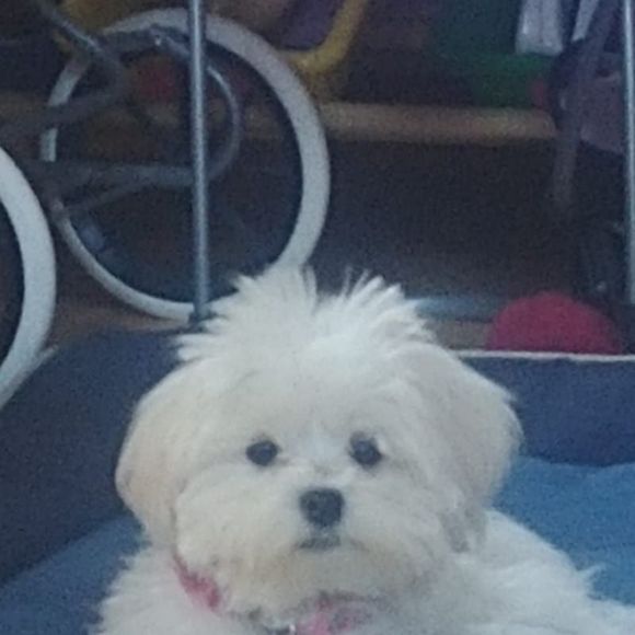 Meet your Posher, Atonya - Picture 1 of 1